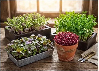 Uveitis-Superfoods