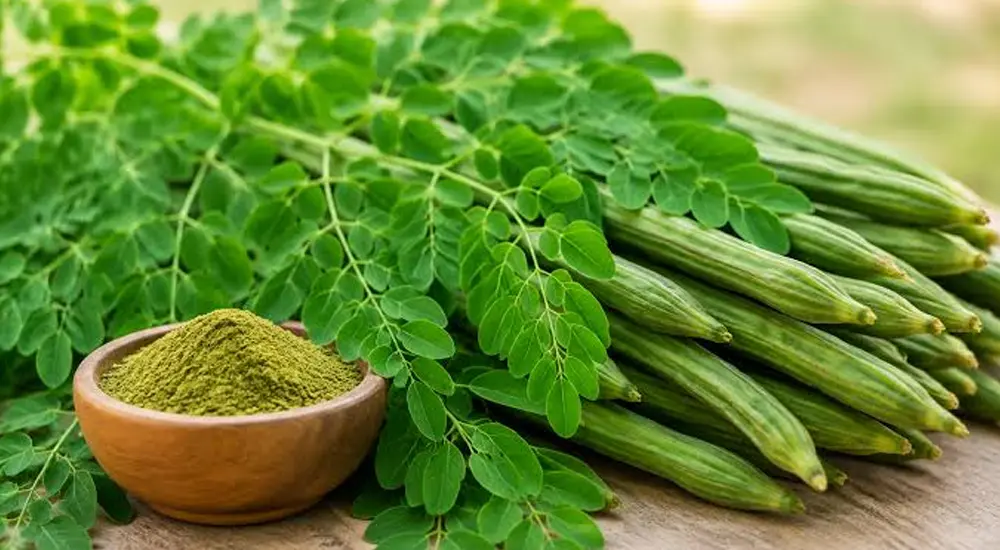 indian-superfood-moringa