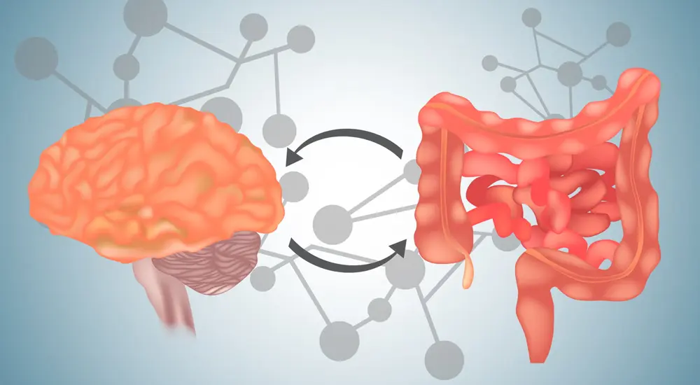 your-gut-your-second-brain